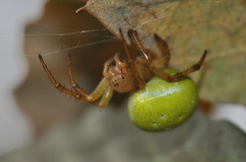Araniella sp. - Roma (RM)